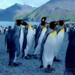 Blu-ray Disc »Forsenses«: Chill-Out in HD als Referenzprojekt