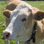 Wiederkäuer