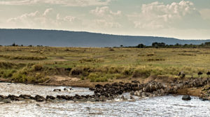 Safari Live, Mara-Überquerung