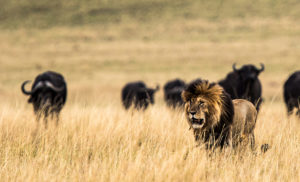 Safari Live, Löwe