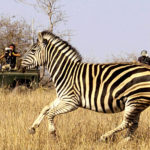Live aus der Wildnis: Safari-Streaming mit Teradek