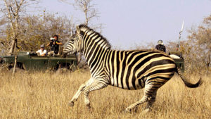 Safari Live, Zebra