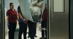 ©DOK.fest München, When Pigs Fly (c) Felix Riedelsheimer